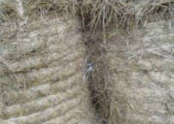 Siano w belach 4 szt 2025r