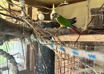 Witam sprzedam parę rudo stare ak sam jest ręcznie karmione y mówi