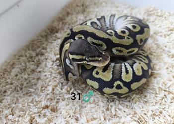 Pyton Królewski Regius samiec Pyton Królewski Regius samiec