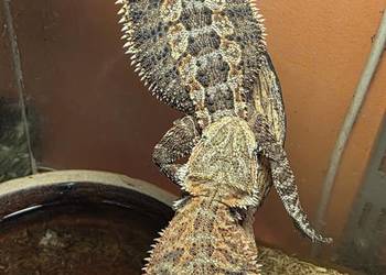 Agama brodata Pogona viticeps