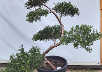 Bonsai Niwaki jałowiec