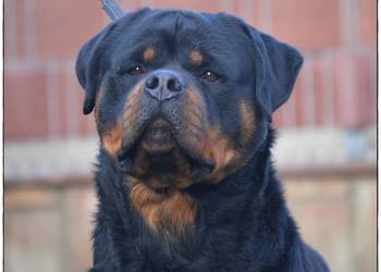 Rottweiler samiec ZKwP/FCI