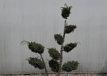Jałowiec "Blue Alps" Bonsai 100-120cm