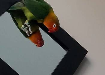 Fisher Nierozłączki