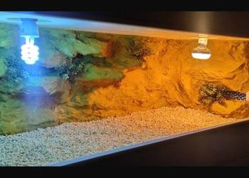 Terrarium dla żółwia greckiego gekona lamparciego agamy brodatej