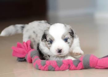 Amerykański Owczarek Miniaturowy FCI