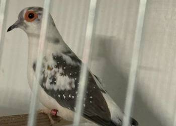 Gołąbki diamentowe