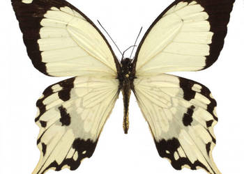 5 żywych poczwarek Papilio Dardanus. WYSYŁKA!!! Płatne z góry.