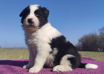 Rasowy Pies Border Collie - TONY z pełną dok. z hodowli do rezerwacji