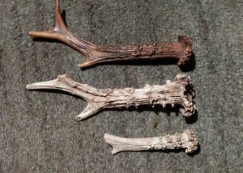 Naturalne poroże parostki róg rogi kozła sarny