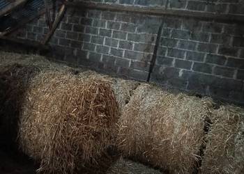 Słoma 125x120 żytnia i pszenżytnia