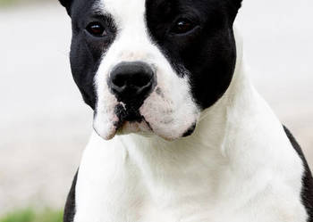 Amstaff zkwp przepiękne szczeniaki
