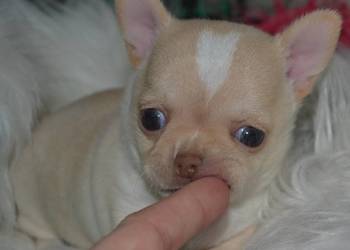 CHIHUAHUA PIĘKNY KRÓTKOWŁOSY PIESEK