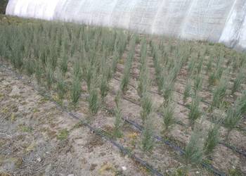 Jałowiec skalny Blue Arrow 85-95 cm kraków juta