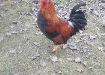 Kogut zielononòżek i liliputy zielononòżki