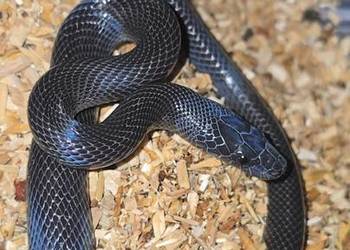 Wąż mahoniowy samica