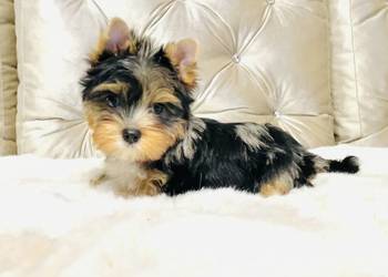 York Tomek z Bajki Marmurkowy kolorowy. Cudny.