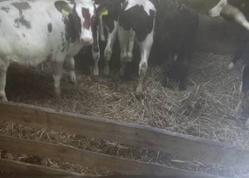 Sprzedam byczki Sprzedam byczki