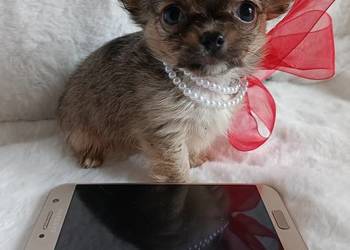 Chihuahua dziewczynka suczka XS dlugowlosa