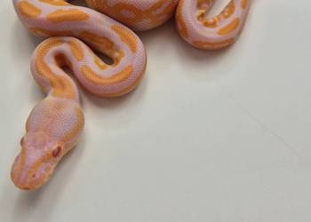 Pyton królewski Black Pastel Albino samica