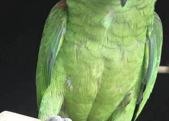 Amazonka żółtogłowa