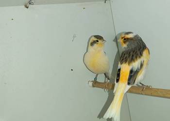 Sprzedam parę kanarków