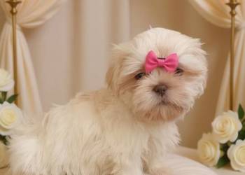 Unikatowa biała suczka szuka domku suczka Shih-Tzu