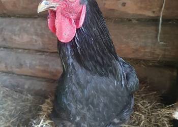 Koguty, sprzedaż, zamiana