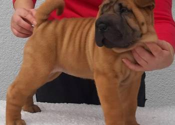 Shar Pei z Rodowodem ZKwP/ FCI