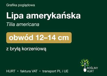 Lipa amerykańska (Tilia americana) obwód 12-14 cm, z bryłą – HURT