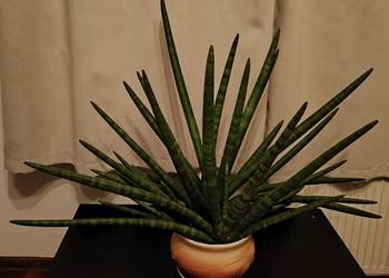 Sansevieria z donicą duża
