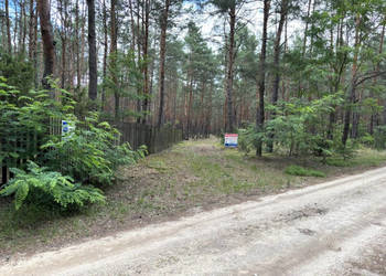 Działka leśna w Ryni, gmina Dobre – 6 379 m²