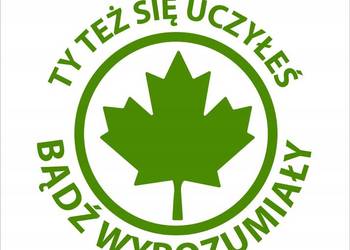 Naklejka Młody Kierowca ZIELONY LISTEK 12 cm + folia transportowa GRATIS