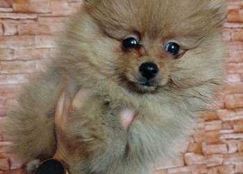 szpic miniaturowy - suczka gotowa na zmianę domku