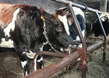 sprzedam jałówkę wysoko cielną