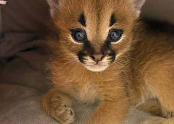 Dostępne kocięta serwala i savannah z karakalem