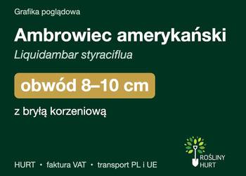 Ambrowiec amerykański obwód 8-10 cm, z bryłą – HURT