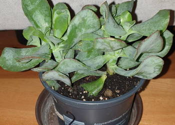 grubosz, crassula Arborescens lub Crassula undulatifolia 'Blue Hale