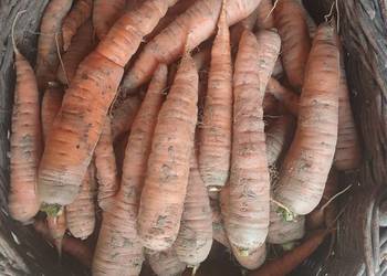 Sprzedam marchewkę, Dynów