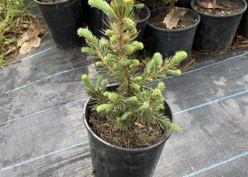 Świerk srebrny – Picea Pungens – 20/30cm DONICZKA