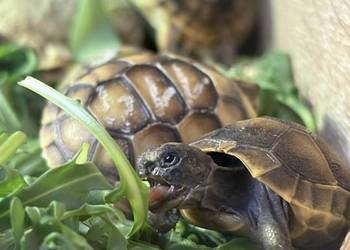 Żółw grecki żółw mauretański żółw obrzeżony