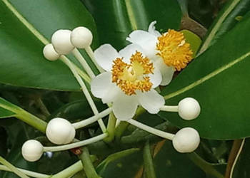 DRZEWO TOMANU Calophyllum inophyllum - NASIONA 100g