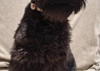 Sznaucer miniaturowy czarne - pieski