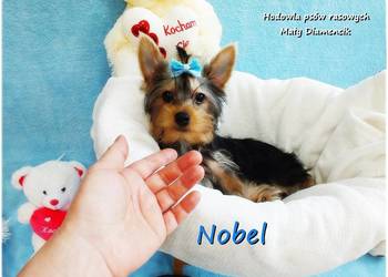York Yorkshire Terrier Malutki Mini Piesek NOBEL z Rodowodem i Wyprawką