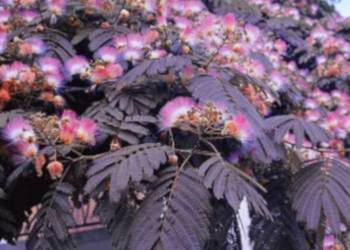 ALBICJA SUMMER CHOCOLATE - sadzonki w doniczkach