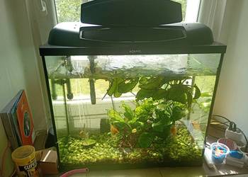 Akwarium  80l