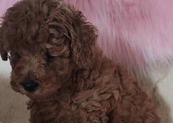 Pudelki toy szczenięta Pudelki toy szczenięta