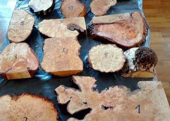 Czeczot topola klon akacja kasztan