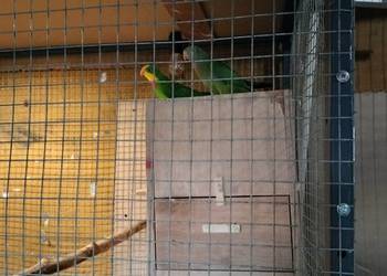 Sprzedam barabandę samiczkę