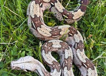 Boa constrictor Gujana